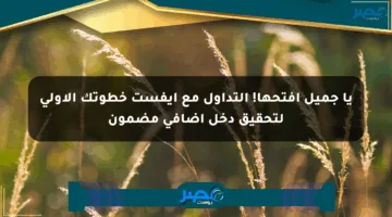 يا جميل افتحها! التداول مع إيفست خطوتك الأولى لتحقيق دخل إضافي مضمون